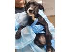 Adopt Azalea a Black - with White Aussiedoodle / Mixed dog in Cannelton