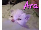 Adopt Ara a White (Mostly) Domestic Mediumhair (long coat) cat in Willcox