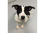 Adopt Farrah Pawcett a Pit Bull Terrier / Mixed dog in Topeka, KS (41346597)