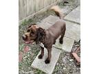 Adopt Rusti a Brown/Chocolate - with White Spaniel (Unknown Type) / Mixed dog in