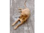 Adopt Blue a Tan/Yellow/Fawn - with Black Carolina Dog / Mixed Breed (Medium)