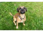 Adopt Rudy a Brown/Chocolate Mixed Breed (Medium) dog in Mebane, NC (41282682)