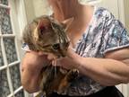 Adopt cleo a Orange or Red Tabby Domestic Mediumhair / Mixed (medium coat) cat