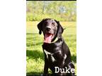 Adopt Duke 2 a Black Treeing Walker Coonhound dog in MEXICO, MO (41147779)