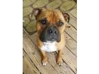 Adopt CHUNK a Tan/Yellow/Fawn Boxer / Mixed dog in Flat Rock, NC (41346412)
