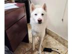 Adopt Ske a White Mixed Breed (Large) / Mixed dog in Georgetown, TX (41346398)