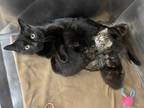 Adopt Mewtwo a All Black Domestic Shorthair / Mixed Breed (Medium) / Mixed