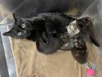 Adopt Mewtwo a All Black Domestic Shorthair / Domestic Shorthair / Mixed cat in