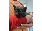 Adopt Goldeen a All Black Domestic Shorthair / Domestic Shorthair / Mixed cat in