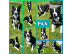 Adopt Pax a Black Border Collie / Mixed dog in Joliet, IL (41256979)