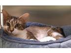 Adopt Michelle a Brown Tabby Domestic Shorthair / Mixed Breed (Medium) / Mixed