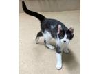 Adopt Smudge a White Domestic Shorthair / Domestic Shorthair / Mixed cat in