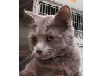 Adopt Denzel a Gray or Blue Domestic Mediumhair / Domestic Shorthair / Mixed cat