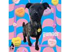 Adopt Gunner (was LOKI) a Brindle Rat Terrier / Mixed Breed (Medium) / Mixed
