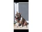 Adopt Sammy a Brindle - with White American Pit Bull Terrier / Mixed dog in Las