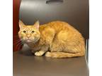 Adopt Baymont a Orange or Red Domestic Shorthair / Domestic Shorthair / Mixed