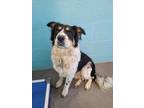 Adopt Chedder Biscuit a Black Rottweiler / Mixed dog in Flagstaff, AZ (41346363)