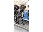 Adopt Meeko a Black Rottweiler / Mixed dog in Silver Springs, NV (41346357)