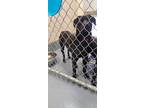 Adopt Marcel a Black Rottweiler / Mixed dog in Silver Springs, NV (41346358)