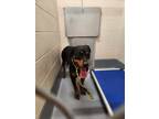 Adopt Lana a Black Rottweiler / Mixed dog in Silver Springs, NV (41346355)