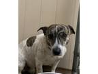 Adopt Lincoln a White Basset Hound / Terrier (Unknown Type