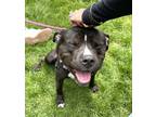 Adopt Drake a Black Mixed Breed (Medium) / Mixed dog in Williamsburg