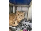 Adopt Chase a Orange or Red Domestic Mediumhair / Domestic Shorthair / Mixed