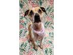 Adopt Tink a Tan/Yellow/Fawn Boxer / Terrier (Unknown Type