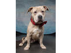 Adopt Latte a Brindle American Pit Bull Terrier / Mixed Breed (Medium) / Mixed