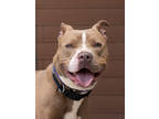 Adopt Tiki a Tan/Yellow/Fawn American Pit Bull Terrier / Mixed Breed (Medium) /