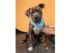 Adopt Juno a Brindle American Pit Bull Terrier / Mixed Breed (Medium) / Mixed
