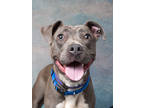 Adopt Liz Lemon a Gray/Blue/Silver/Salt & Pepper American Pit Bull Terrier /