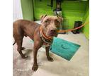 Adopt Nathaniel a Brown/Chocolate American Pit Bull Terrier / Mixed dog in Green