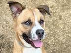 Adopt Sanji a Brown/Chocolate Mixed Breed (Large) / Mixed dog in Georgetown