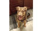 Adopt Chewy a Brown/Chocolate Shepherd (Unknown Type) / Mixed dog in Las Vegas