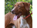 Adopt Kekoa a Brown/Chocolate Hound (Unknown Type) / Mixed dog in Lihue