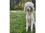 Adopt Maddox a Tan/Yellow/Fawn Poodle (Standard) / Mixed dog in Choudrant