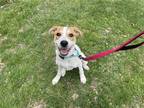 Adopt Sierra a White - with Tan, Yellow or Fawn Australian Shepherd / Beagle /