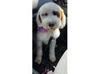 Adopt Remi a White - with Brown or Chocolate Goldendoodle / Mixed dog in