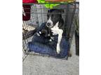 Adopt Zoey a Black - with White Border Collie / Mixed Breed (Medium) / Mixed dog