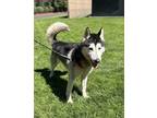 Adopt Lobo a Siberian Husky / Mixed dog in Vancouver, WA (41222397)