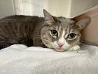 Adopt Zero a Domestic Shorthair / Mixed (short coat) cat in Jonesboro