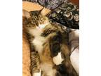 Adopt Sunflower a Brown Tabby Domestic Mediumhair / Mixed (medium coat) cat in