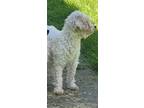 Adopt Tawney a White Poodle (Miniature) / Mixed dog in Newport, KY (41344201)