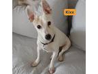 Adopt Kixx a White Terrier (Unknown Type, Medium) / Mixed dog in Newport