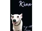Adopt Kixx a White Terrier (Unknown Type, Medium) / Mixed dog in Newport