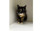 Adopt Arenea a Domestic Longhair / Mixed (short coat) cat in Midwest City