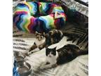 Adopt Maggie and Malory a Calico or Dilute Calico Calico (short coat) cat in