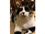 Adopt Samantha Jane a Calico or Dilute Calico Calico (short coat) cat in Iowa