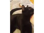 Adopt Little Arthur & family a All Black Domestic Shorthair (short coat) cat in